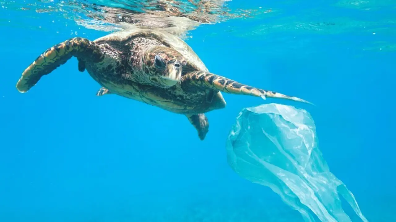 FUNDACI&Oacute;N OCEANOGR&Agrave;FIC Y PARADORES IMPULSAN LA CAMPA&Ntilde;A "EL MAR EMPIEZA AQU&Iacute;"