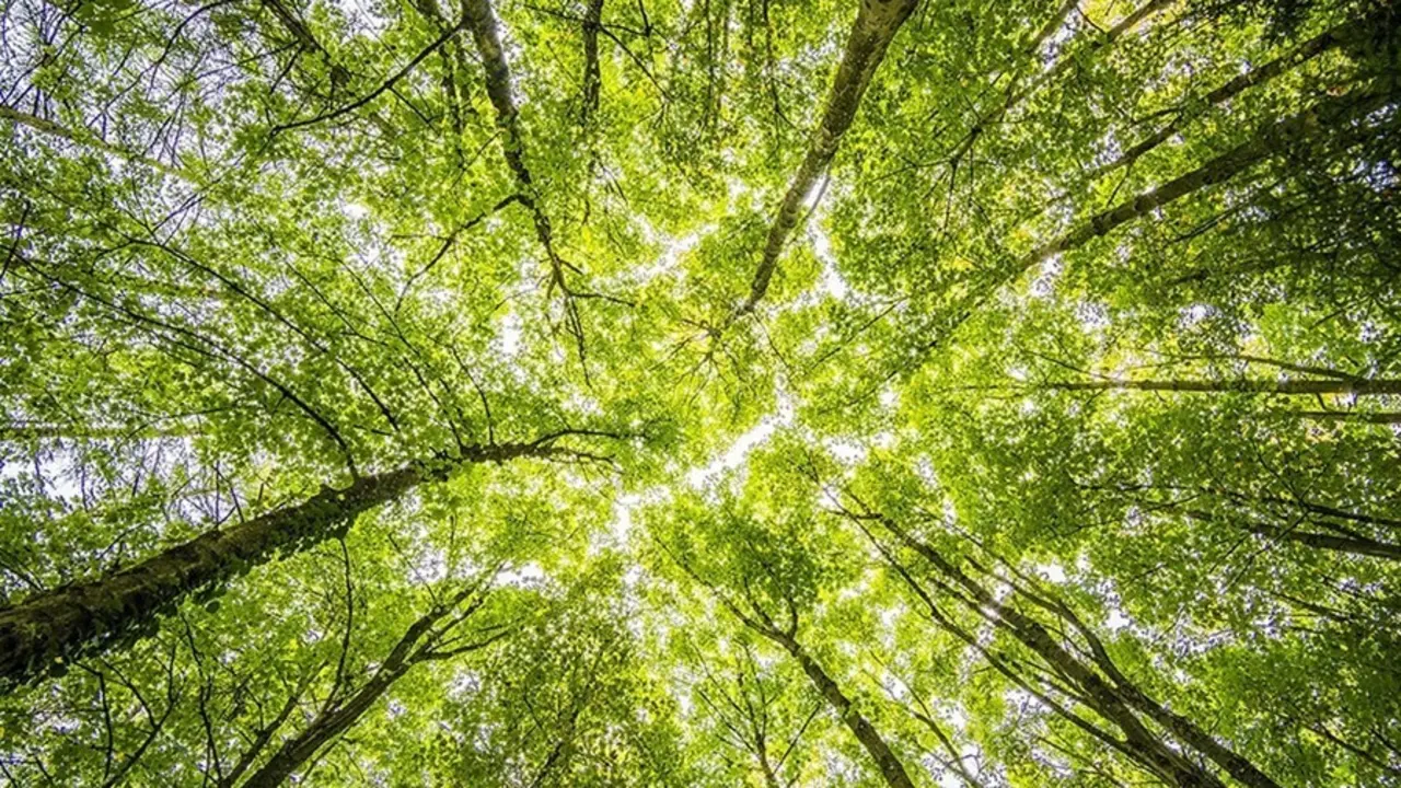 Archivo - &Aacute;rboles en un bosque.