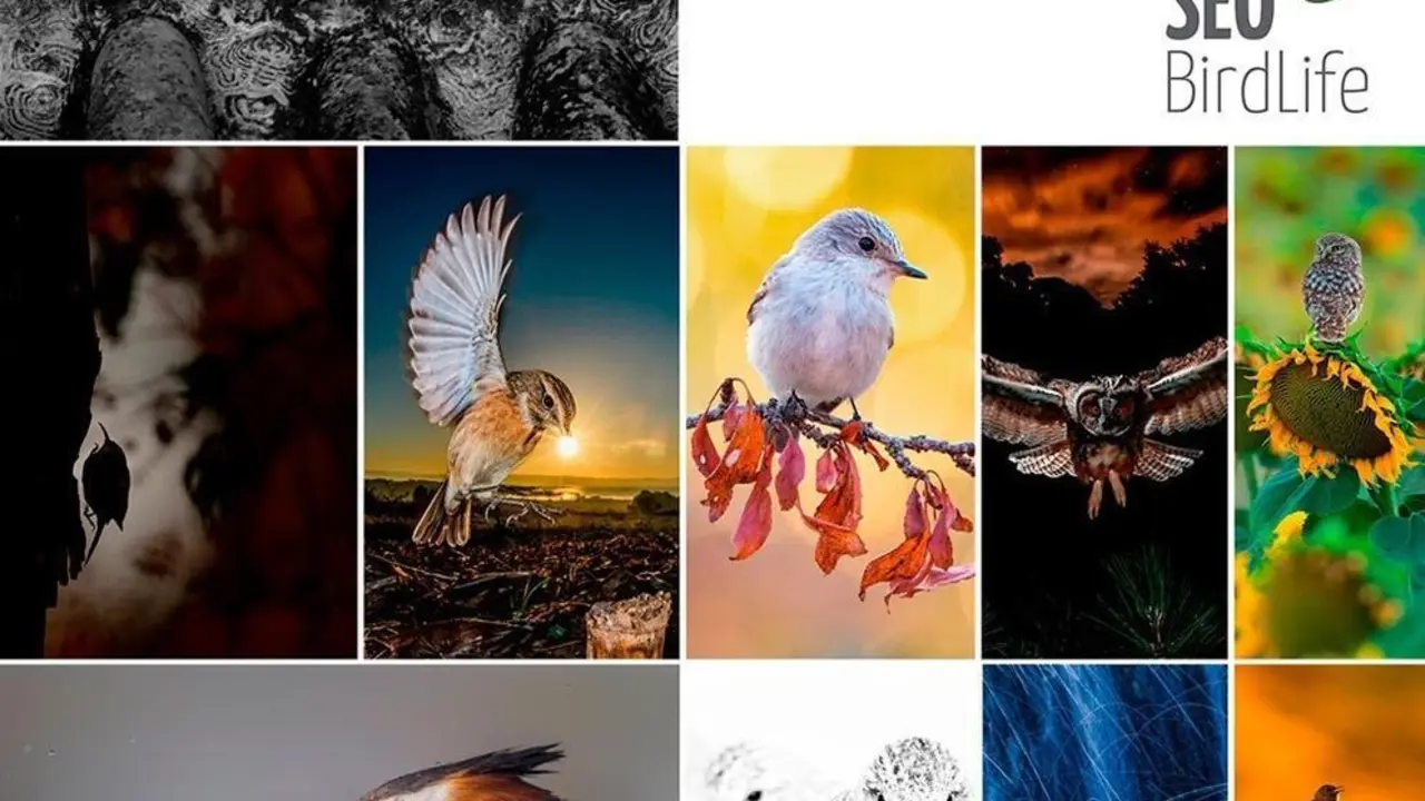 Cartel promocional del concurso fotogr&aacute;fico de SEO/BirdLife