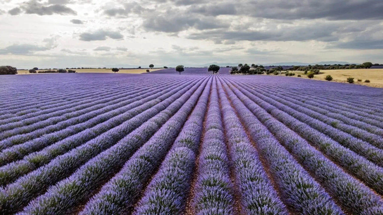 Campos de lavanda en su m&aacute;ximo esplendor, a 3 de julio de 2021, en Brihuega, Guadalajara, Castilla La-Mancha (Espa&ntilde;a). Brihuega, conocida como `El Jard&iacute;n de la Alcarria&acute;, fue la pionera hispana en el cultivo de lavanda hace 30 a&ntilde;os. En el mes de julio, su