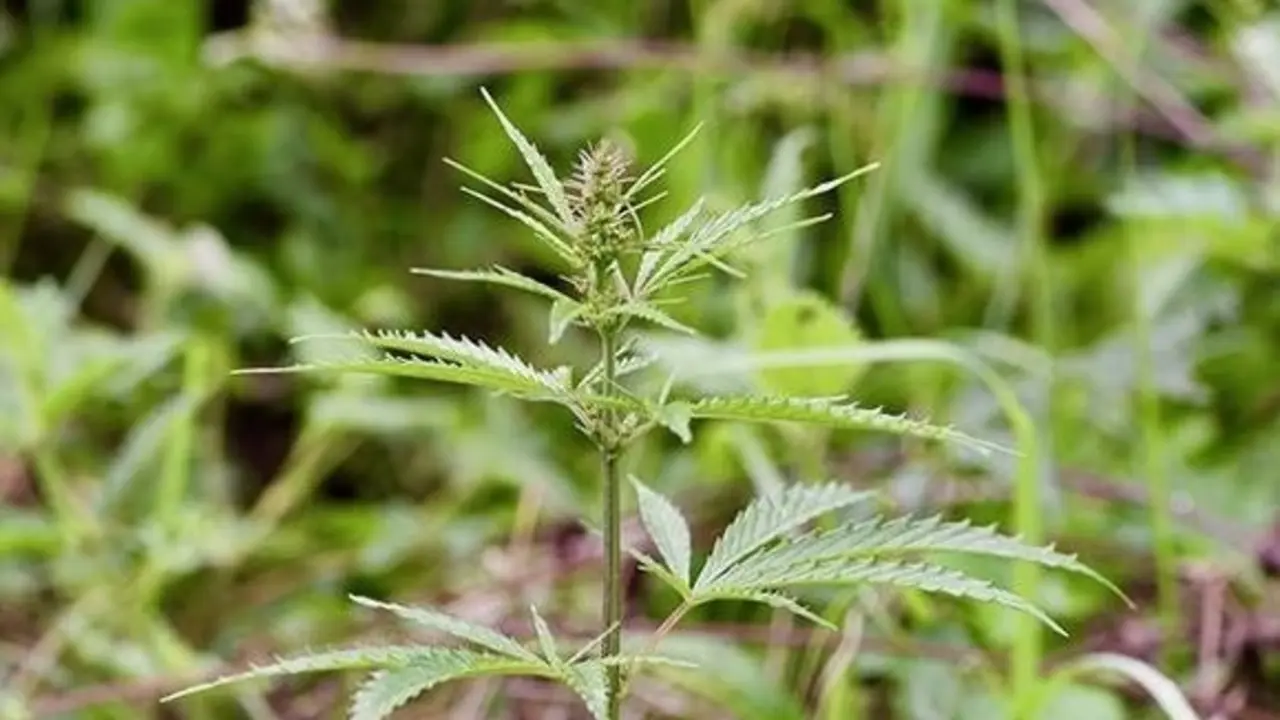 Planta salvaje de cannabis, fotografiada en medio de un prado en la provincia de Qinghai, en el centro de China.