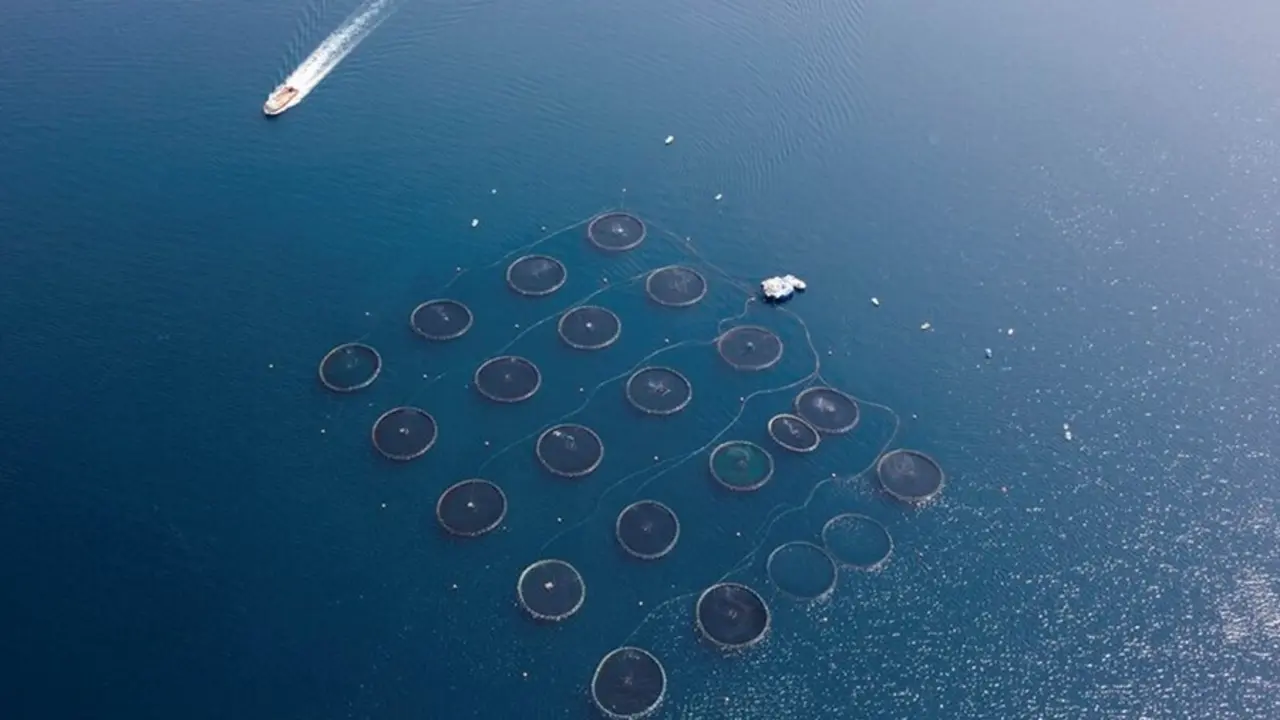 Archivo - Bateas de mejillones en la r&iacute;a de Arousa (Pontevedra)