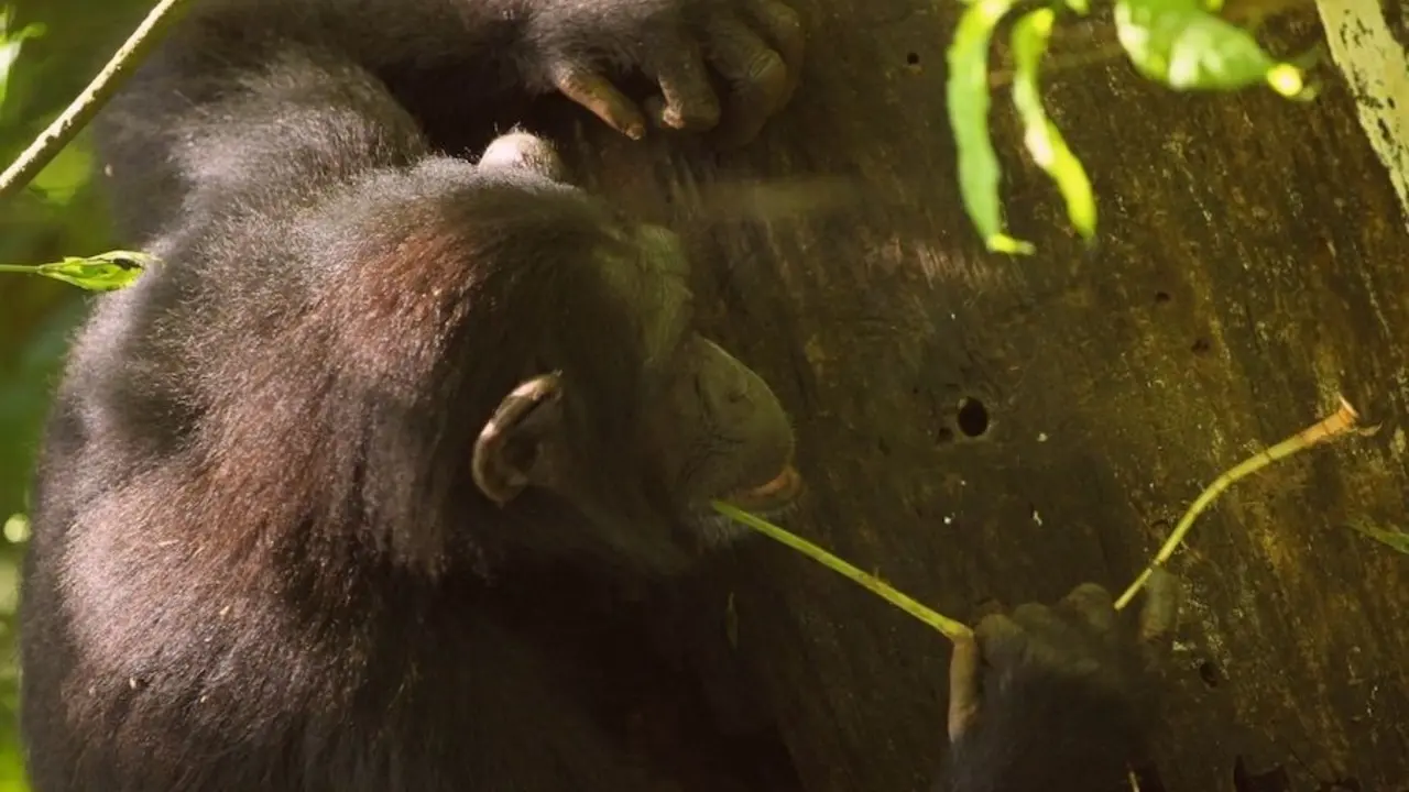 Schimpansen benutzen verschiedene Werkzeuge, scharfe Steinwerkzeuge geh&circ;ren jedoch nicht dazu. Foto: Kevin LangergraberChimpanzees use various tools, but sharp stone tools are not among them. Photo: Kevin Langergraber