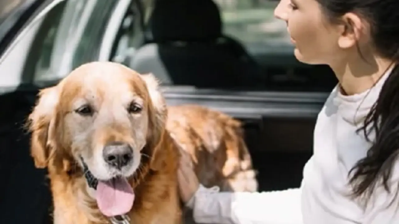 Perro en un coche.