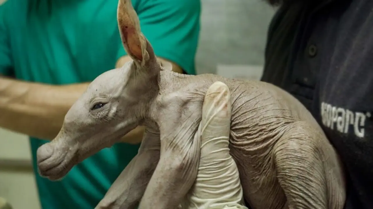 Nuevo oricteropo en Bioparc