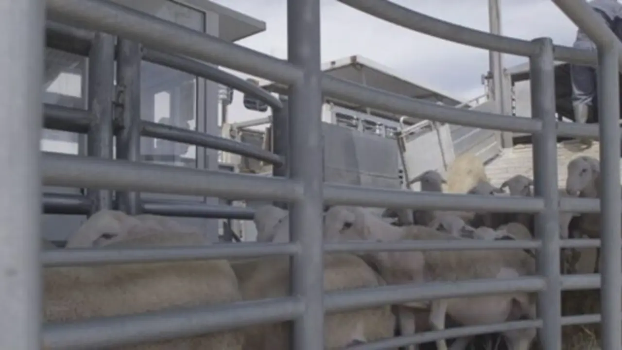 Igualdad Animal exige el fin del comercio y las exportaciones fuera de la UE y m&aacute;s controles en su transporte en Espa&ntilde;a.