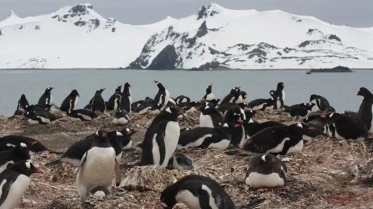 Archivo - Colonia de ping&uuml;ino pap&uacute;a ('Pyoscelis papua') en la pen&iacute;nsula de Byers, una de las localidades incluidas en el estudio