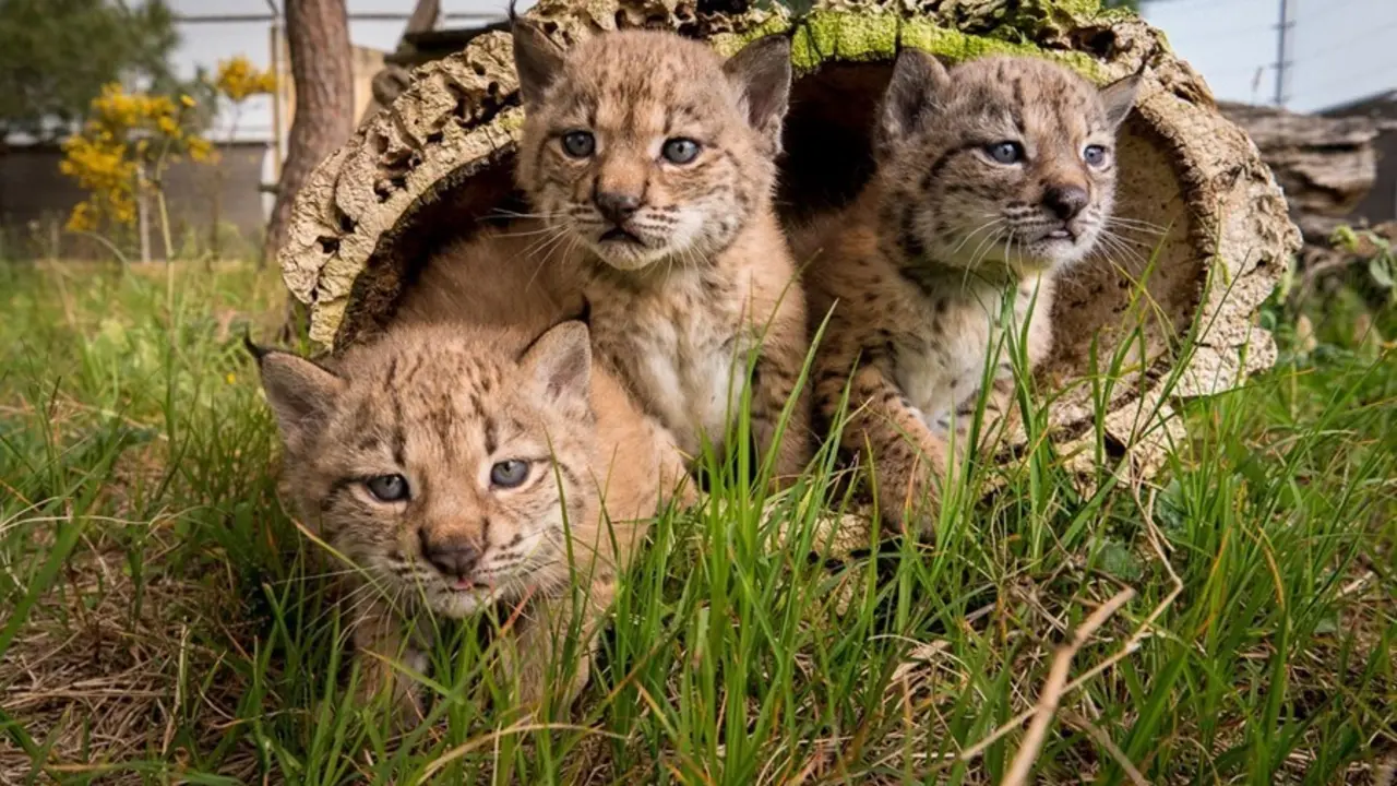 Archivo - Tres cr&iacute;as de lince ib&eacute;rico