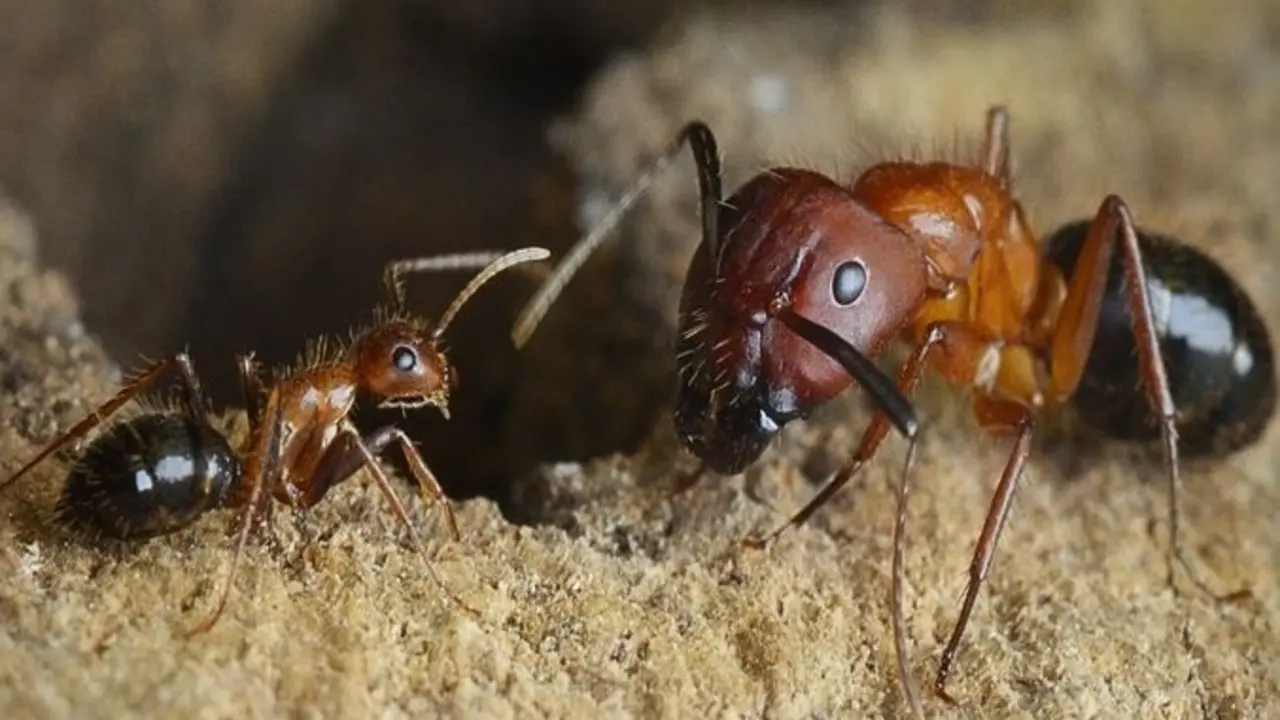 Archivo - Hormigas obreras de C. Floridanus
