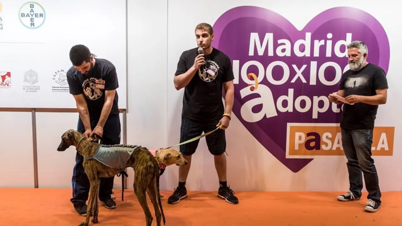 Archivo - 100x100 Mascota 2021 impulsar&aacute; la adopci&oacute;n responsable, de la mano de FAPAM