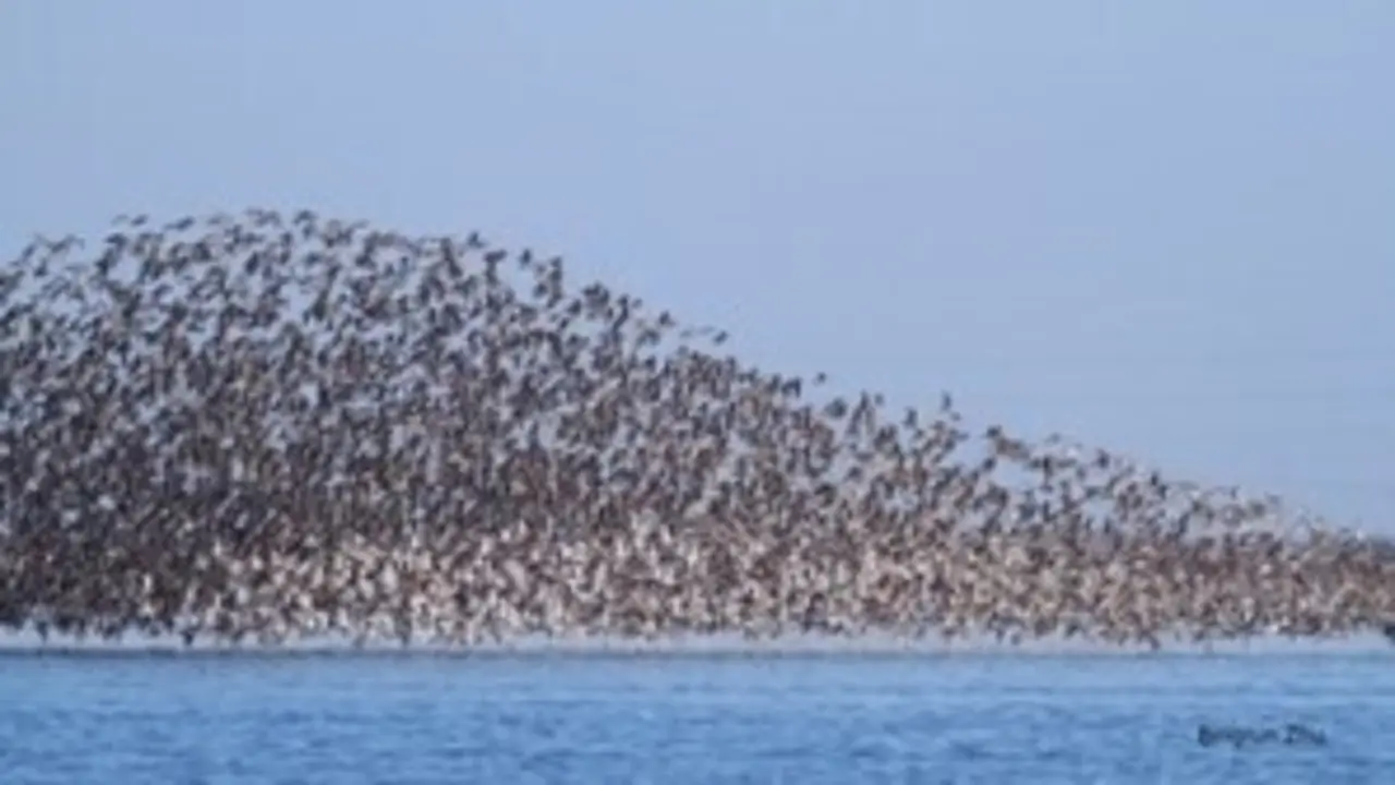 Aves volando
