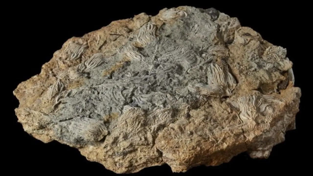Una de las muestras con f&oacute;siles halladas en la excavaci&oacute;n