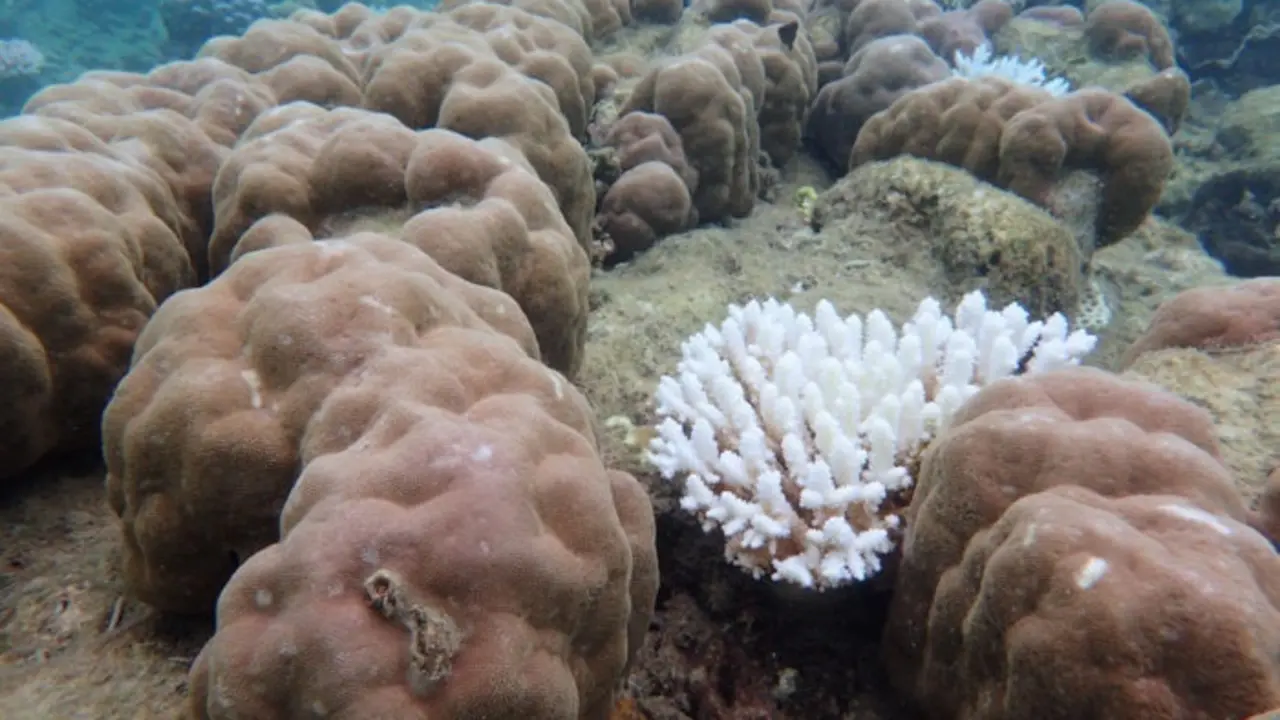 Archivo -    Casi un 30 por ciento de los corales en el norte de la Gran Barrera de Coral experimentaron una muerte catastr&oacute;fica tras la ola de calor marina registrada entre marzo y noviembre de 2016