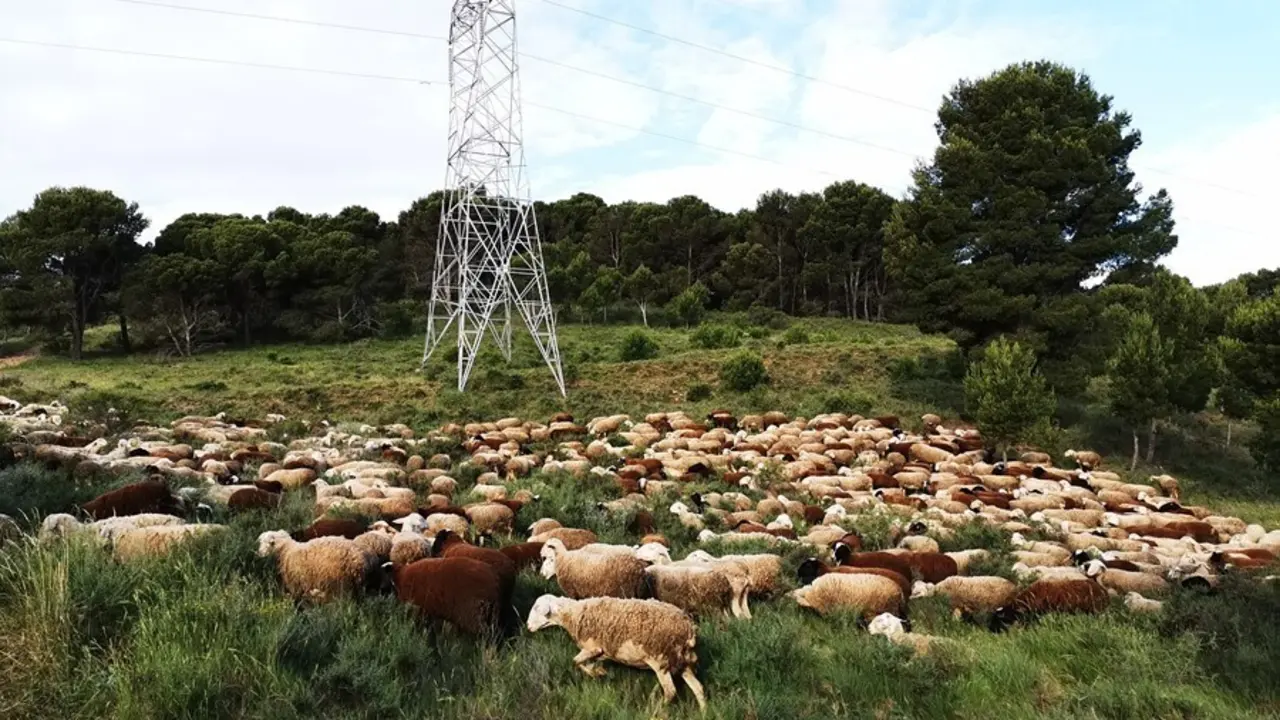 Archivo - Reba&ntilde;o pastando bajo l&iacute;nea el&eacute;ctrica