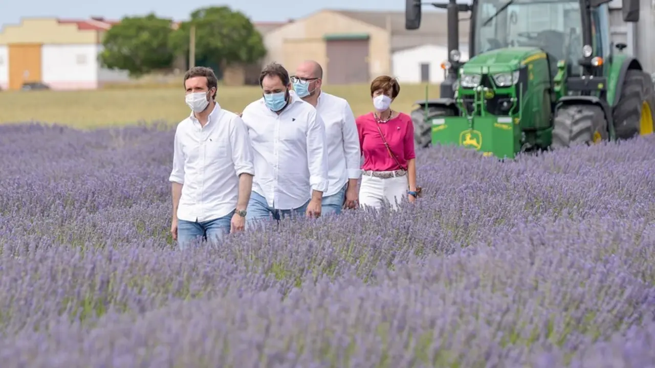 El presidente del PP, Pablo Casado, visita los campos de lavanda de Brihuega