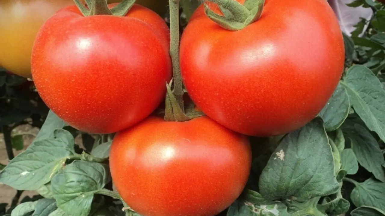 Archivo - Tomates