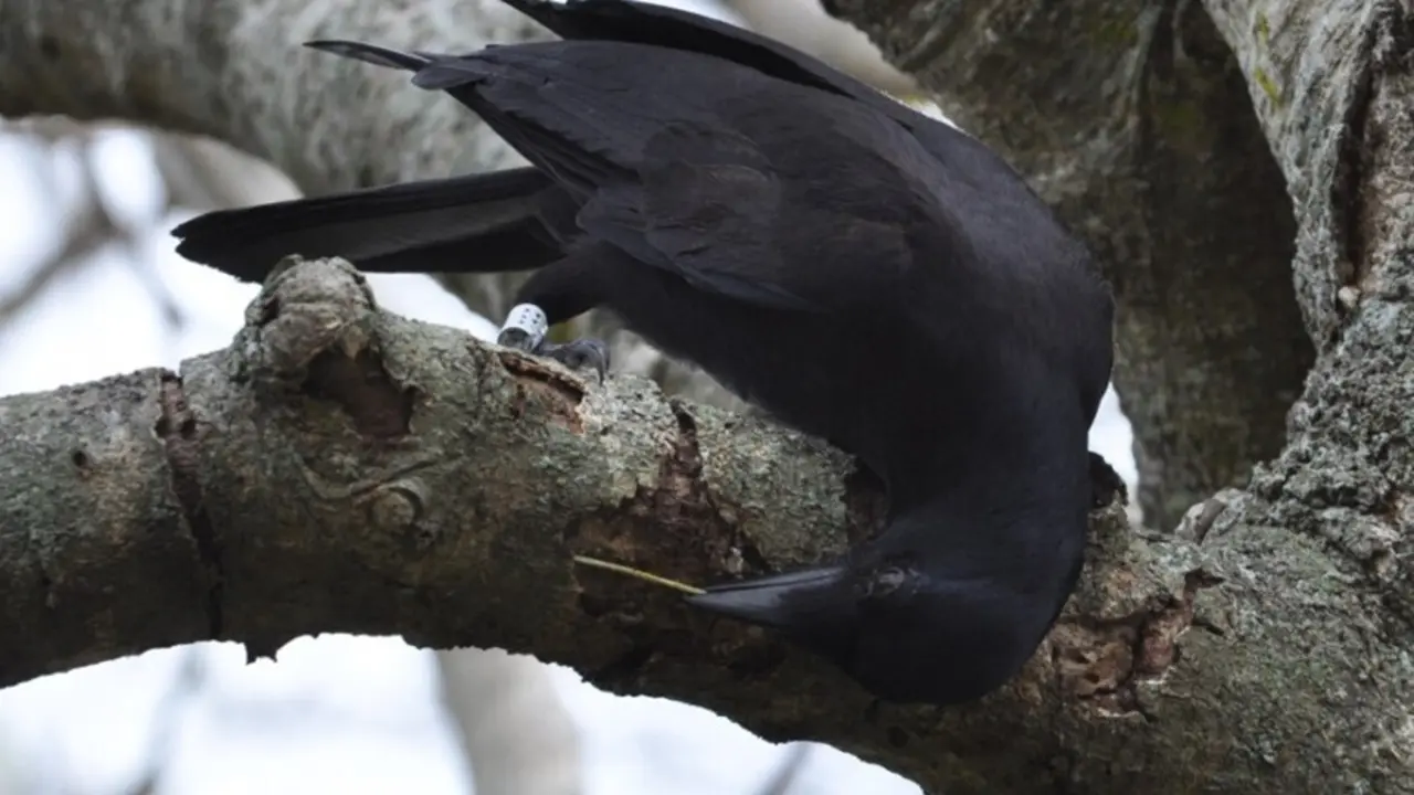 Los cuervos de Nueva Caledonia fabrican herramientas espec&iacute;ficas que usan como gancho