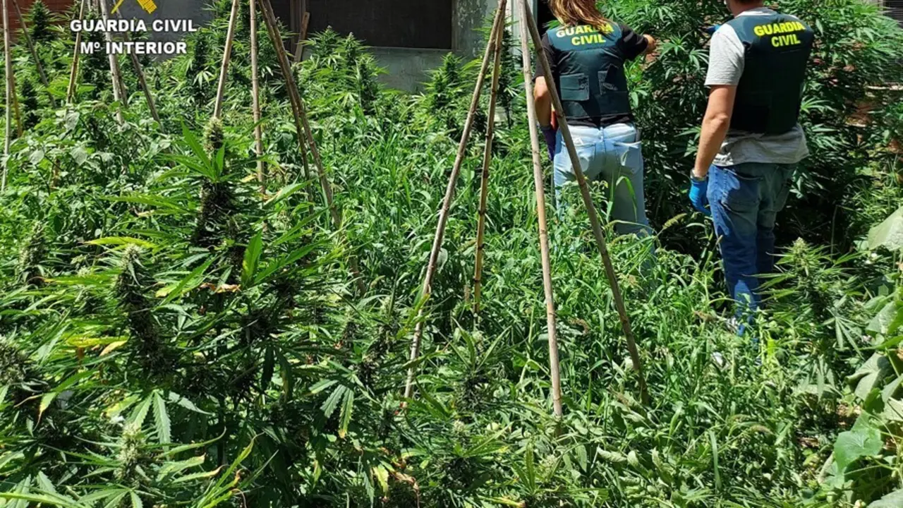 LA GUARDIA CIVIL INCAUTA CINCO ARMAS DE FUEGO Y DESMANTELA UNA PLANTACI&Oacute;N DE MARIHUANA EN BENICARL&Oacute;