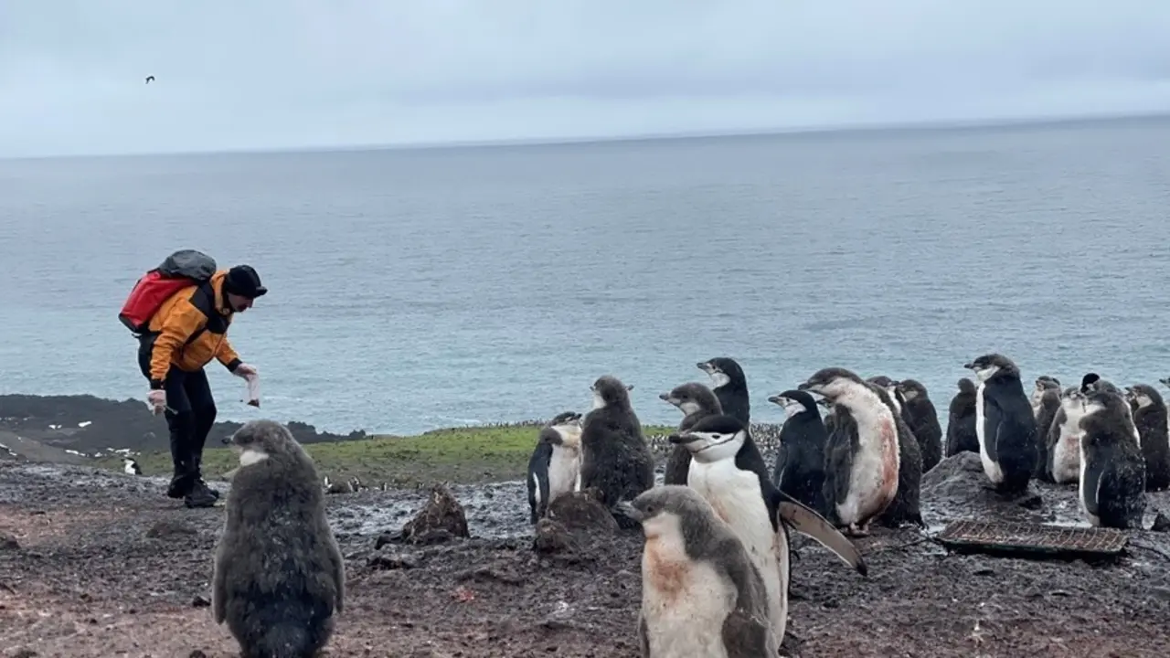Investigadores trabajando en la Ant&aacute;rtida con ping&uuml;inos del g&eacute;nero Pygoscelis.