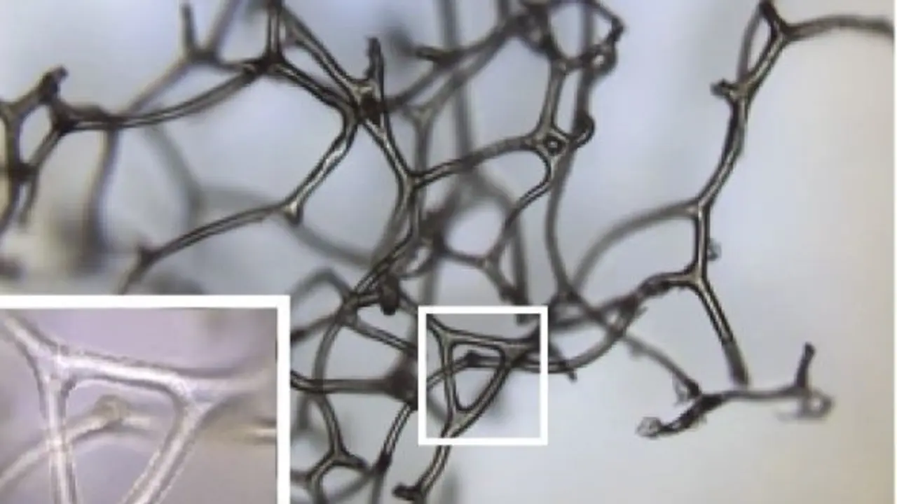 Las diminutas estructuras halladas en las rocas alrededor de los arrecifes de carbonato de calcio producidos por bacterias se parecen a las que se encuentran en algunos tipos de esponjas modernas
