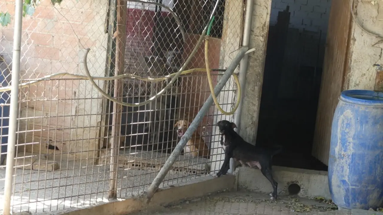 Dos de los perros que viven en las perreras.