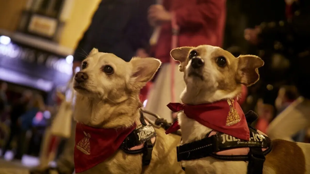 2 perros con pa&ntilde;uelos sanfemrineros junto a varias personas se concentran en la Plaza del Ayuntamiento de Pamplona, donde tradicionalmente se entona el 'Pobre de m&iacute;' para despedirse de los sanfermines, a pesar de no haberse celebrado, a 13 de julio de 202