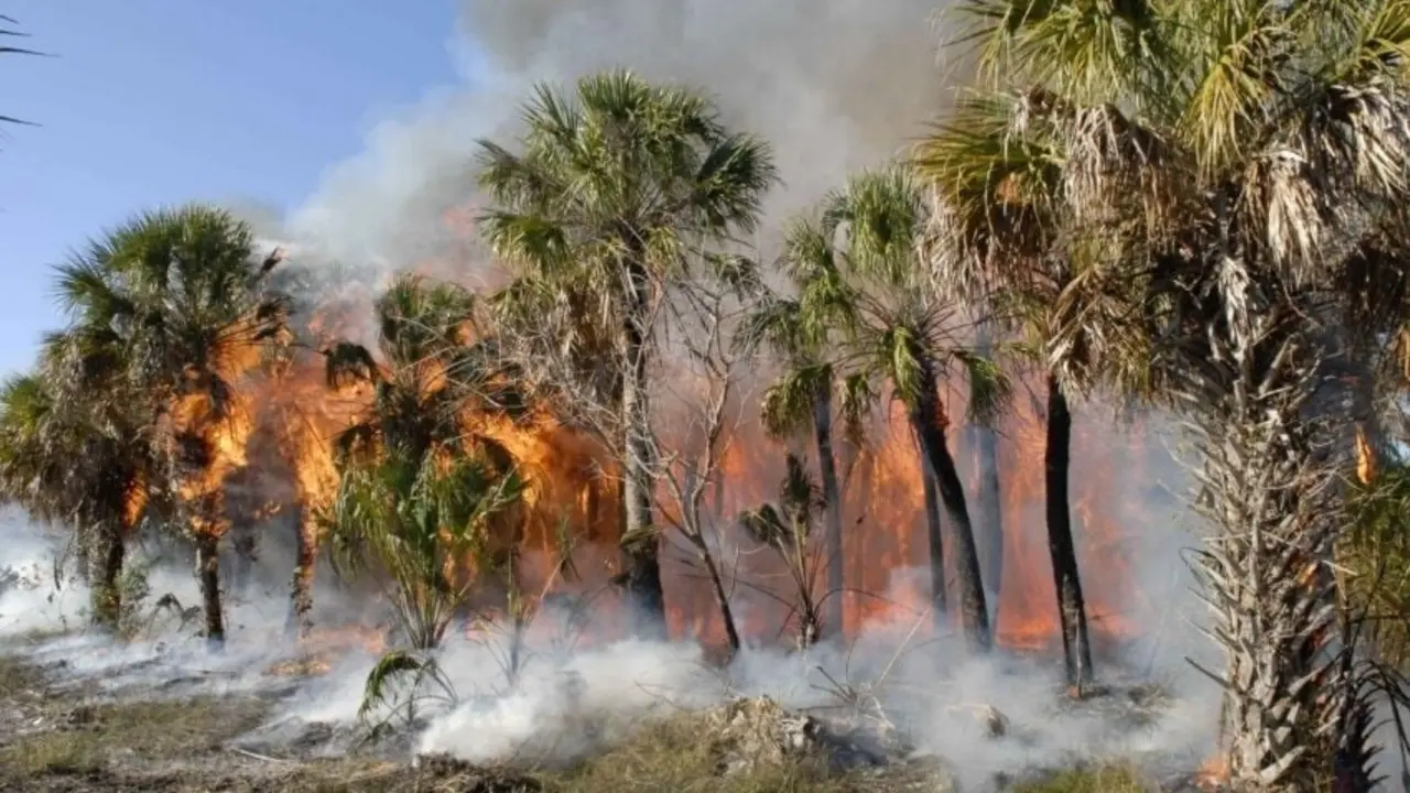 Las emisiones de carbono aumentan con incendios en bosques tropicales