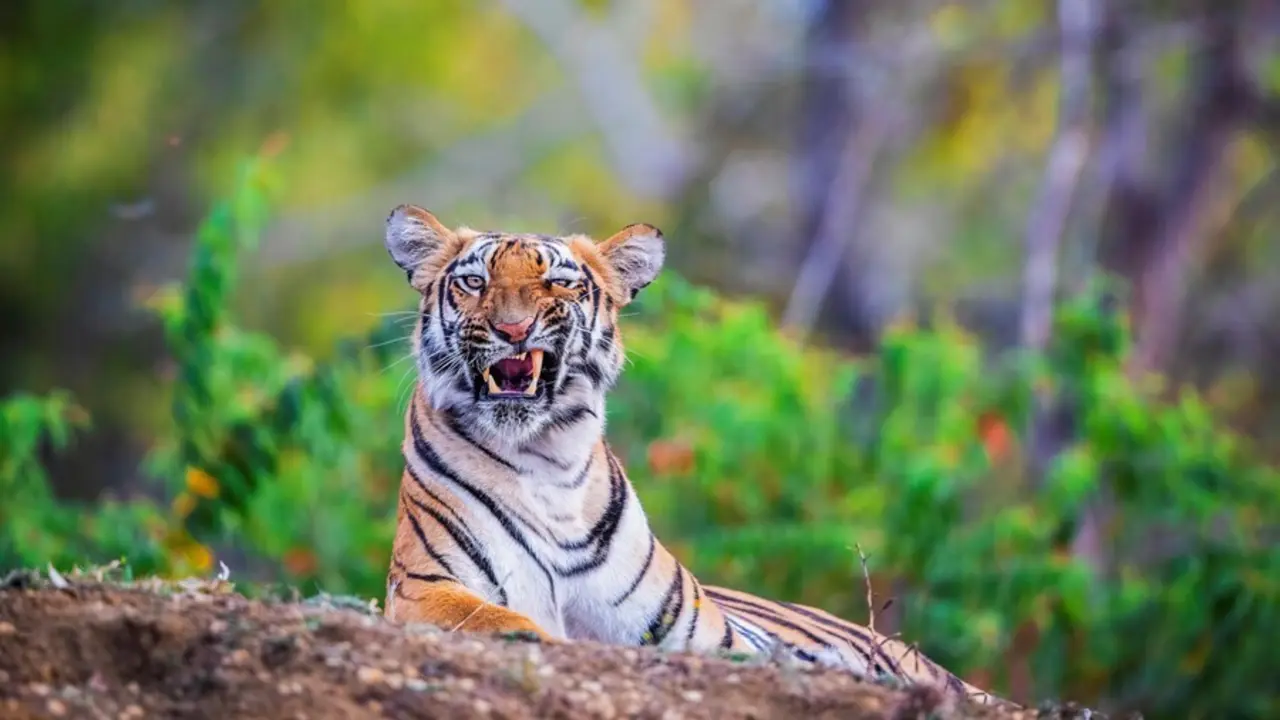 Tigre en la Reserva de Tigres Tadoba Andhari, en India.