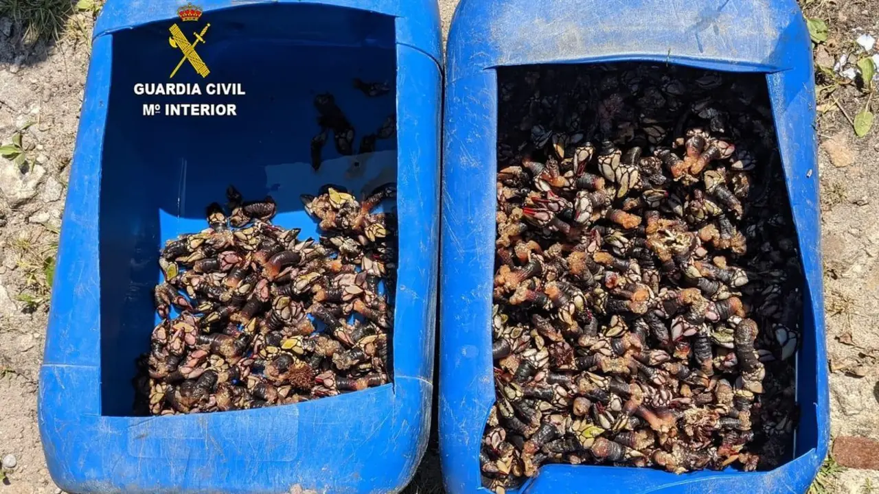 Los percebes fueron entregados en una residencia de ancianos de Llanes y los dos pescadores, de Cantabria, est&aacute;n siendo investigados