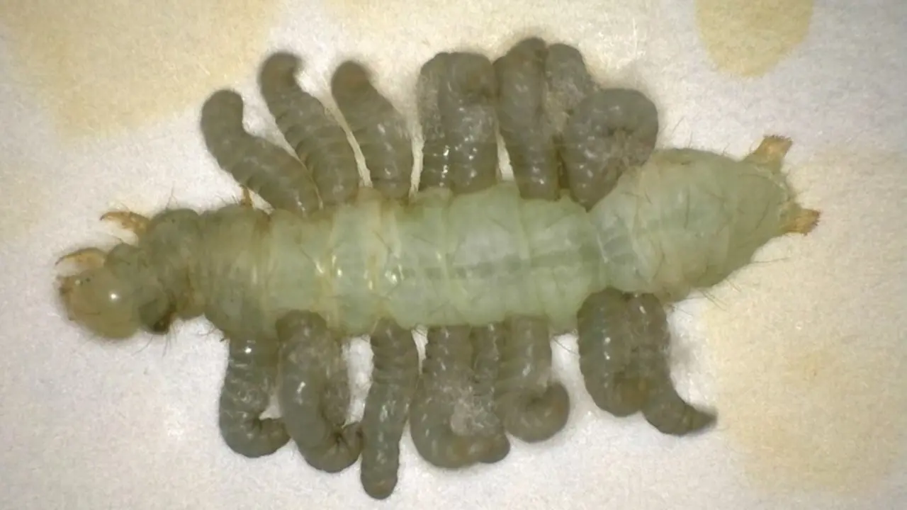 Larvas de un parasitoide
