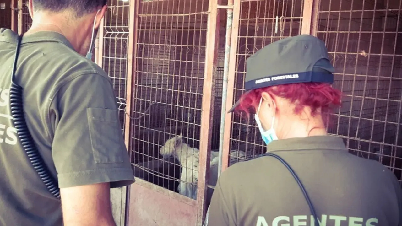 Agentes forestales hallan los cad&aacute;veres de 15 cachorros y 87 perros heridos y malnutridos en una finca de Torrelaguna