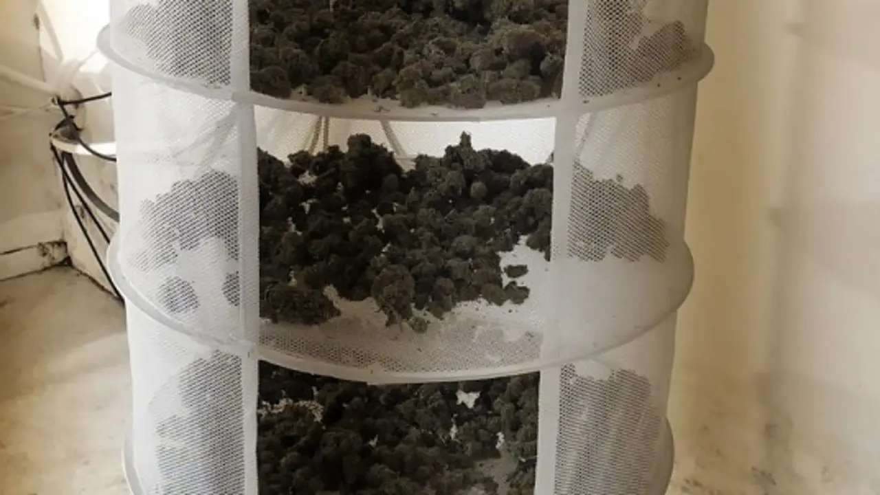 Cogollos de marihuana internvenidos en la operaci&oacute;n Selva Negra