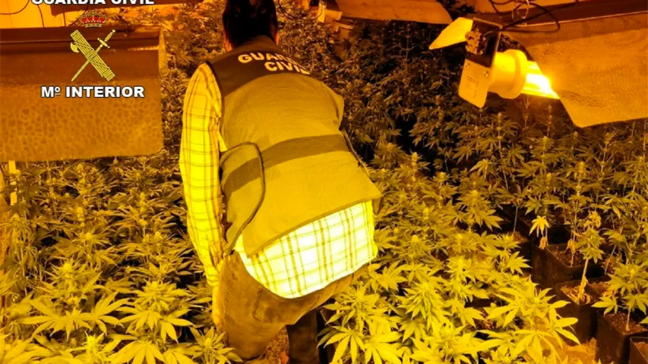 Una plantaci&oacute;n de marihuana desmantelada por la Guardia Civil en una imagen de archivo.