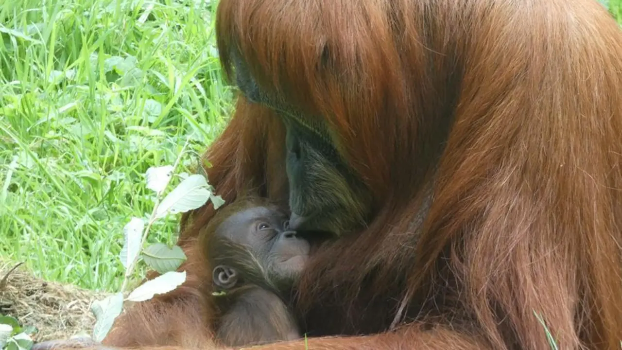 El Zool&oacute;gico de Santillana del Mar ha registrado el nacimiento de una hembra de orangut&aacute;n de Sumatra, una especie en peligro cr&iacute;tico de extinci&oacute;n que, seg&uacute;n los expertos, muy probablemente desaparecer&aacute; este siglo, de ah&iacute; que el alumbramiento suponga una esperanza. / Zool&oacute;gico De Santillana Del Mar