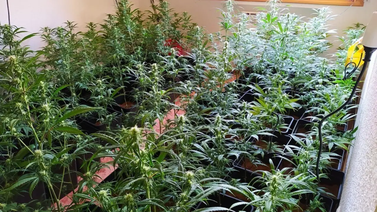 Plantaci&oacute;n de marihuana incautada en Piedralaves (&Aacute;vila).