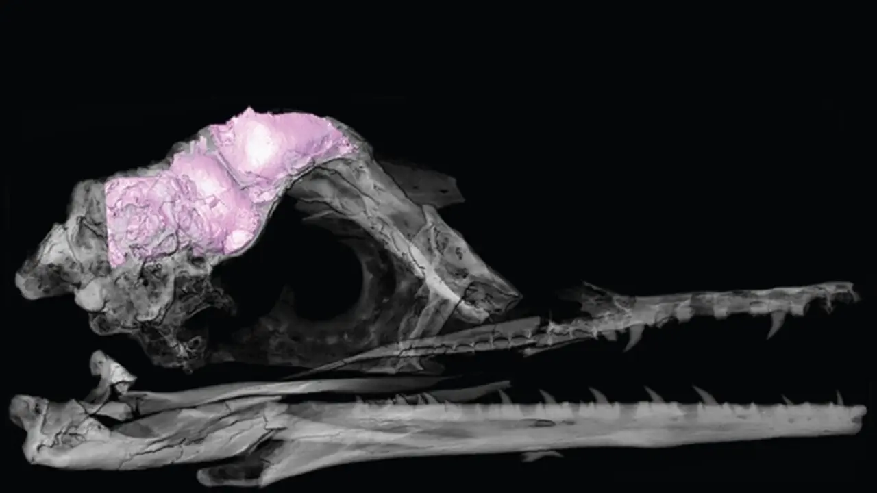 Un modelo 3D transparente del cr&aacute;neo y el cerebro de un p&aacute;jaro f&oacute;sil (en rosa).