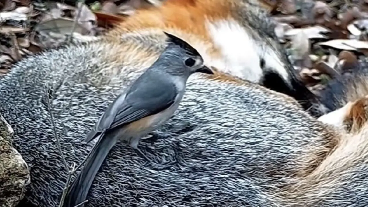 Captura de pantalla de un video de un carbonero de cresta negra robando la piel de un zorro dormido,