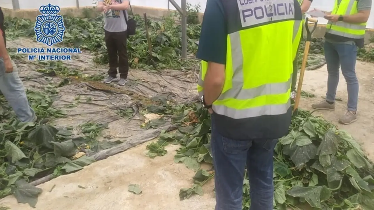 Trabajos en el marco de la operaci&oacute;n Br&aacute;cula