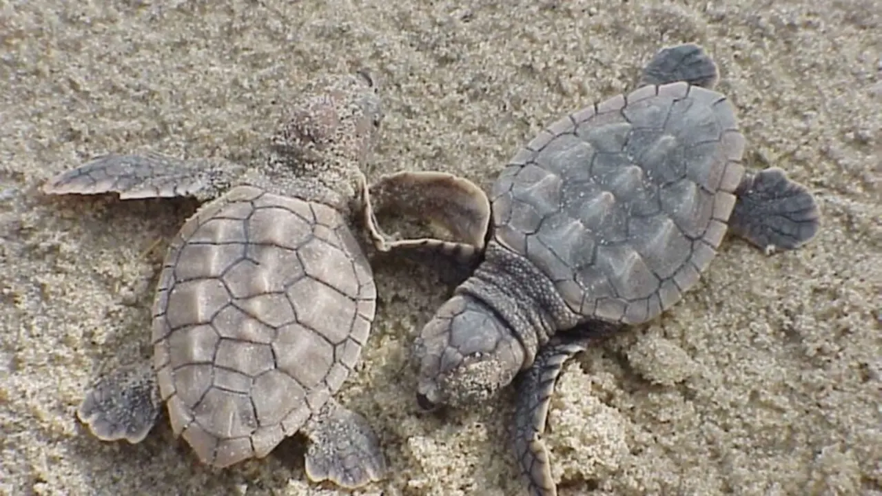 Cr&iacute;as de tortuga boba