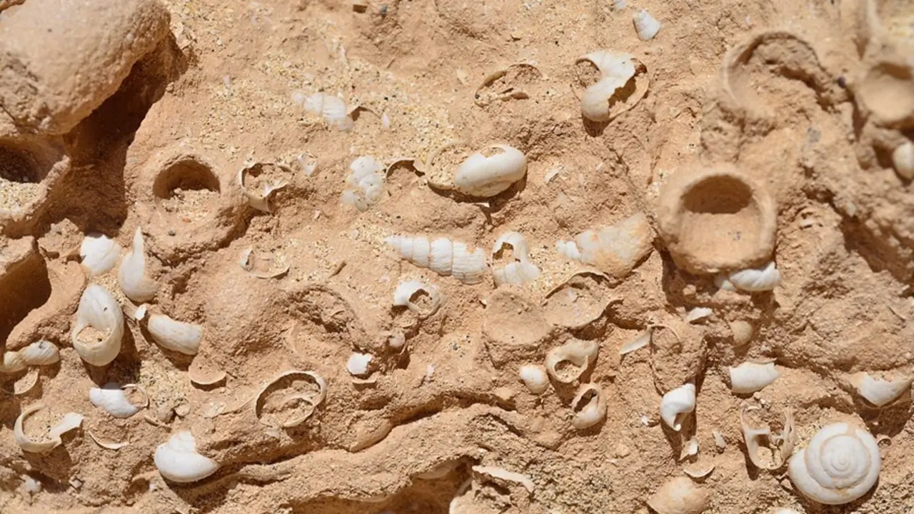 Cochlicella