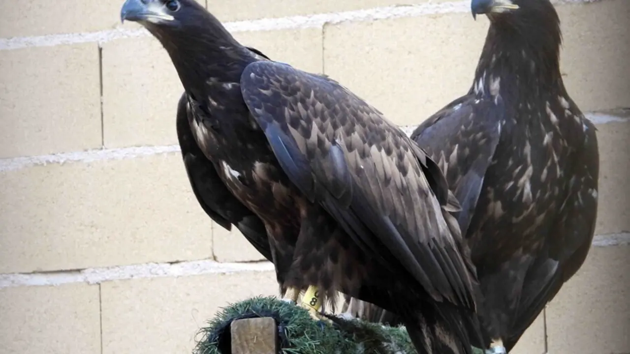 Reintroducci&oacute;n de pigargo europeo en Asturias