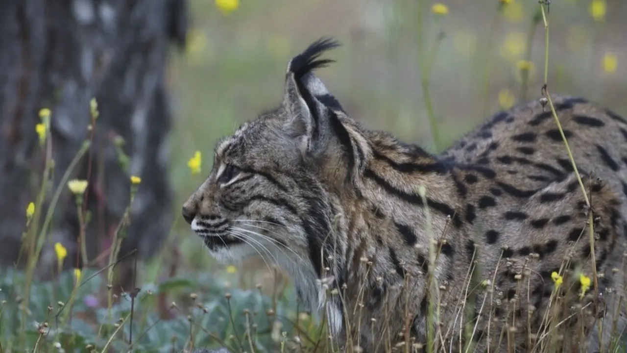 En Espa&ntilde;a hay m&aacute;s de 85.000 especies de animales, hongos y plantas, seg&uacute;n un informe del MITECO