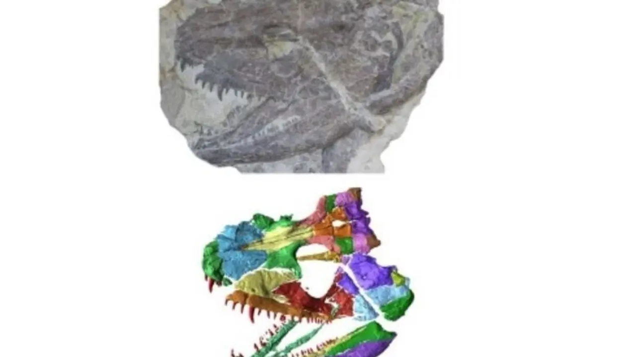 F&oacute;sil y reconstrucci&oacute;n del cr&aacute;neo f&oacute;sil del antiguo anfibio