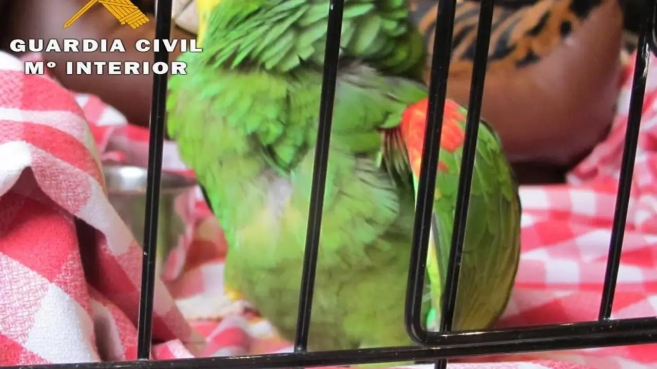 Loro al que dispar&oacute; el imputado por maltrato animal en la Merindad de Estella