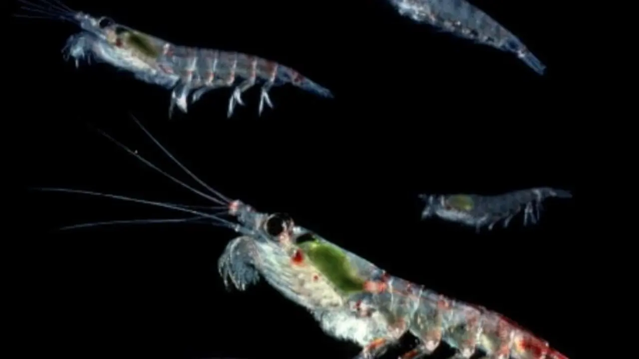 Krill ant&aacute;rtico (Euphausia superba)