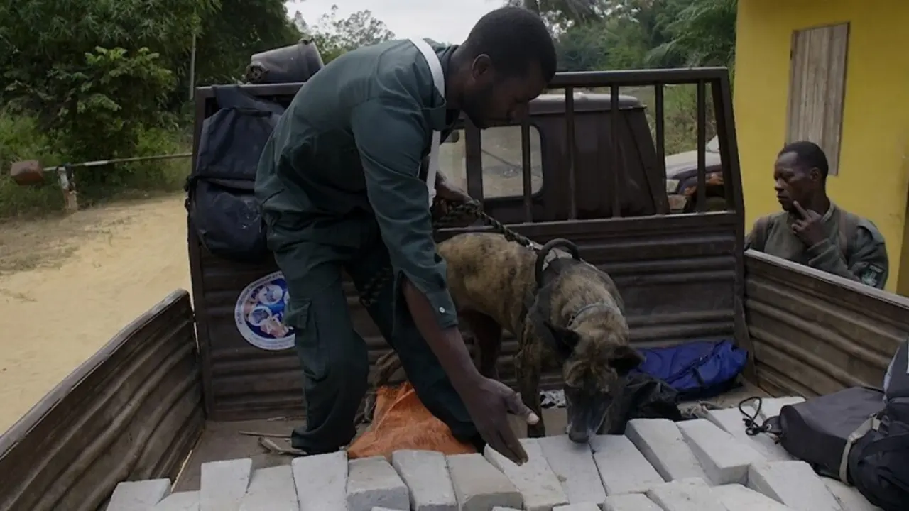 El MITECO adiestra a la primera unidad canina para luchar contra el tr&aacute;fico ilegal de especies en Rep&uacute;blica del Congo