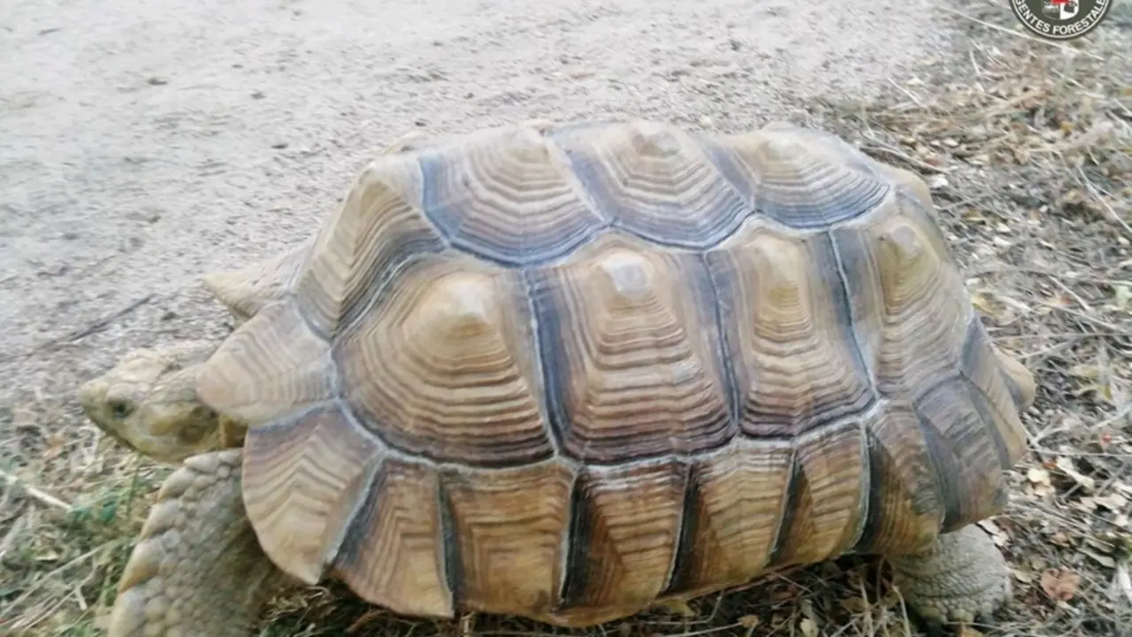 Tortuga de espolones africana