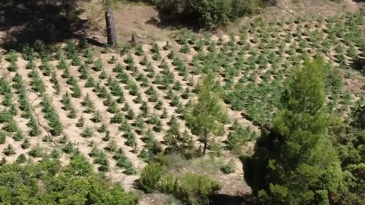Incautado el mayor n&uacute;mero de plantas de marihuana en la provincia de Valencia en la operaci&oacute;n 'Campers'