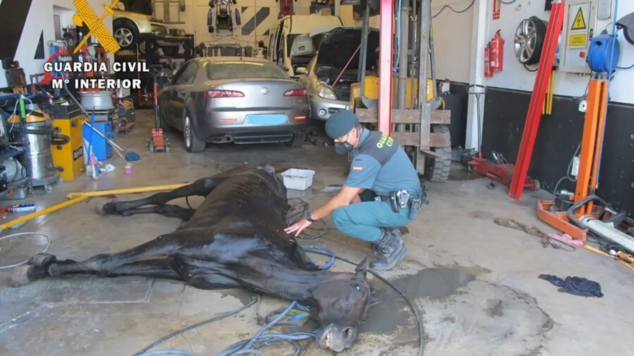 La Guardia Civil encuentra un caballo en malas condiciones higi&eacute;nico-sanitarias en un taller clandestino.