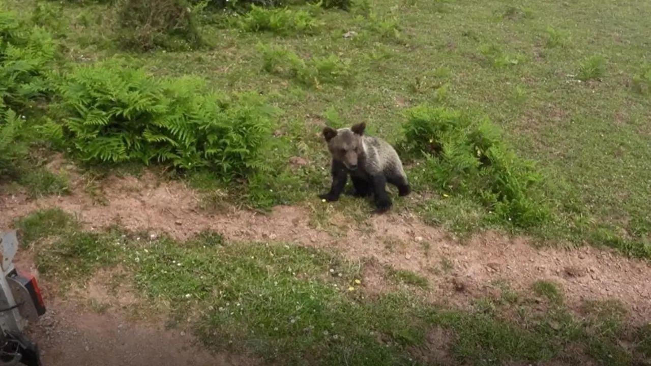 Liberado en el Paisaje Protegido del Pico Caldoveiro al osezno recogido en abril en las inmediaciones de Yernes